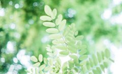 2019年出伏是什么时候几点，处暑就是出伏了吗？