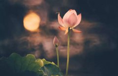 2019年处暑是末伏结束了吗，末伏较后一天是什么时候？