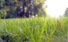 2019年七月二十三处暑出生男孩喜木命吗,八字喜木如何补木？