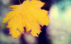 农历九月别称叫什么，又叫什么月？