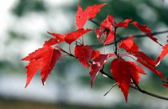 农历八月有什么别称，又叫什么月？