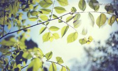 2019年出伏时间表，处暑是出伏第一天吗？