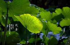 2019年秋老虎几月几号开始到几号结束，处暑了还会热吗？