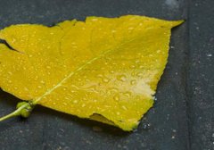 2019年8月23日处暑祭祀好吗,处暑适合吃什么水果？