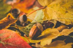 立秋过后不能游泳吗,“立秋忙打靛”是什么意思？