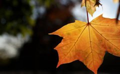 2019年什么时辰进入立秋,立秋养生有什么禁忌？