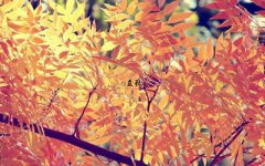 立秋养生吃什么水果？立秋吃西瓜的传说