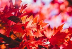 立秋啃秋有什么说法,2019年秋老虎什么时候开始？