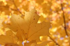 2019年立秋后天气变凉快了吗,立秋啃秋的由来是什么？