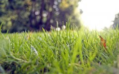 属兔的人处暑节气出生好不好,命运好吗?