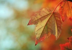 立秋的下一个节气是什么,2019年立秋属于晚立秋吗？