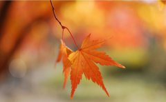 2019年8月8日立秋出生男孩五行缺什么,命运如何？