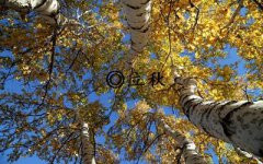 2019立秋节气出生的人五行缺啥？2019立秋日子好吗？