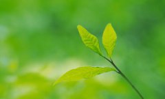 2019年农历九月初九日子好不好,是黄道吉日吗?