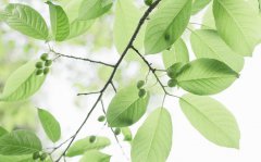 立秋和秋分有什么区别2019年七月初八立秋可不可以结婚？