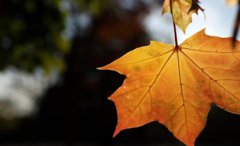 立秋无雨样样有，立秋有雨半秋收是什么意思？