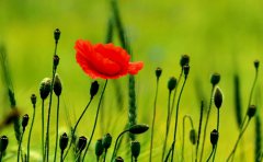 2019年在七夕节出生的是什么星座，会吸引哪个星座？