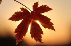 2019年农历九月二十一日子好吗适合扫墓祭祖吗?