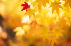 2019年农历九月初四日子好吗适合祭祀祭祖吗？