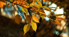 2019年农历九月初一日子好吗适合祭祖祭祀吗?