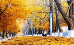 2019年农历九月初二适合祭祀祭祖吗冲什么生肖？