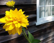 2019年白露后一天八月十一是出殡吉日吗,白露如何养生？