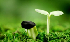 奇门遁甲术算命_和异性朋友同居的判断（案例）