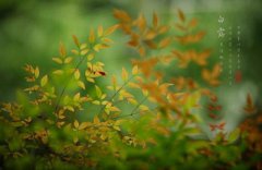 2019年八月初十日白露适不适合出行?白露有什么习俗?