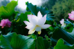 暑伏是怎么计算的？大暑吃什么养生？