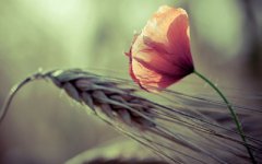 2019年农历八月初四日适不适合出行?