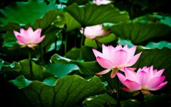 2019年农历八月初八日可不可以出行？