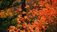 2019年农历七月有多少天，农历七月为何不宜结婚订婚？