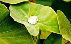 入伏在哪个节气开始?是小暑还是大暑?