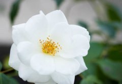 2019年农历七月二十五祈福烧香吉利吗,祈福需要注意什么？