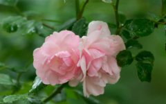 2019年农历七月二十五日子好不好,今天不宜做什么？