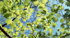 农历七月出生的人是什么星座，农历七月生的人命运如何？