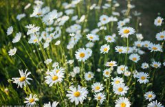 2019年农历七月份是什么星座，农历七月是阳历几月？