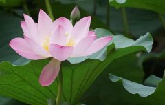 2019年7月23日大暑可以动土装修吗,今年大暑几点几分开始？