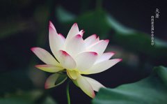 2019大暑节气是什么时候？大暑是什么意思含义？