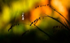 2019年大暑是什么时候大暑代表什么意思？