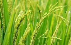 2019年大暑前一天日子适合结婚吗,2019年大暑几月几日？