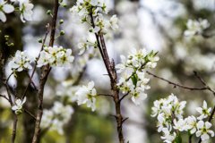 2019年阴历七月十五中元节日子好不好,七月半是什么节日？