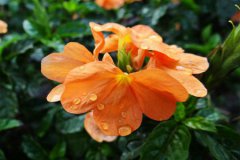 2019年七月半中元节烧香祈福吉利吗,鬼节当天孕妇可以出门吗？