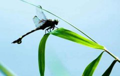 2019年大暑前一天纳采订婚好吗,2019大暑前后订婚吉日推荐！