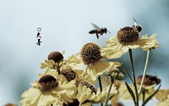 今年大暑是几号，大暑是进伏吗？