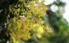 2019年7月23日大暑安床日子吉利吗,大暑热还是处暑比较热？