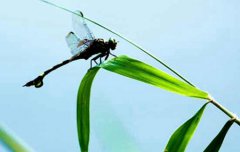 2019年大暑是一年中较热一天吗,三伏天计算方法解析！