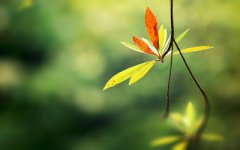 2019年阴历六月初十上坟祭祖好吗，祭祀有什么需要注意的