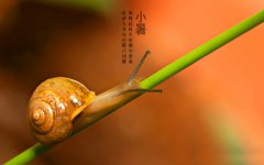 小暑出生是纯阴命吗？纯阴命是什么时候出生的？