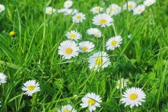 2019年阴历七月初三修坟合适吗,修坟有何风水讲究？